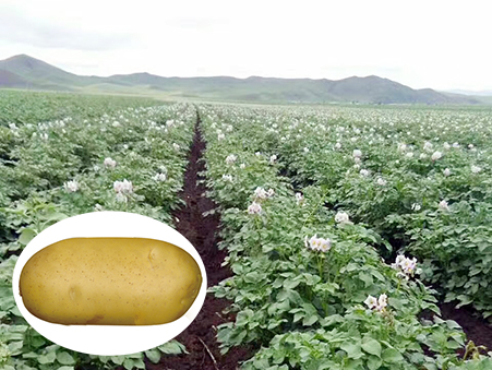 费乌瑞它（806）